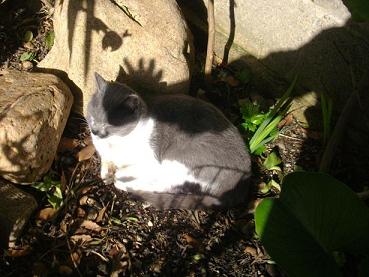 Micio in pericolo